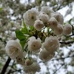 Prunus cerasus പുഷ്പം