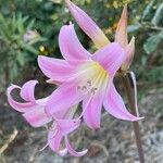 Amaryllis belladonna Floare