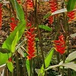 Heliconia pendula Цвят