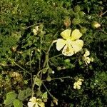 Abutilon abutiloides Pokrój