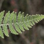 Notholaena aschenborniana Hoja