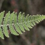 Hemionitis aschenborniana Leaf