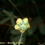 Potentilla heptaphylla Altul/Alta