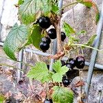 Ribes nigrum Hábito