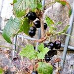 Ribes nigrum 形态