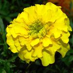 Tagetes erecta Blomst