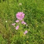 Malva alceaFlower