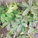 Potentilla reptans ഇല