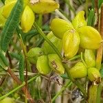 Scheuchzeria palustris Φρούτο