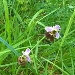 Ophrys fuciflora മറ്റ്