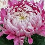 Chrysanthemum indicumᱵᱟᱦᱟ