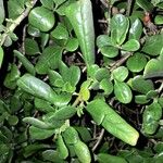 Coprosma repens List