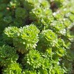 Saxifraga rosacea Yaprak