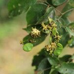 Dialium tessmannii Fruto