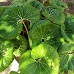 Farfugium japonicum Folha