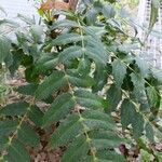 Mahonia x media Leaf