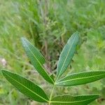 Lithraea molleoides Hoja