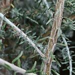 Artemisia herba-alba Kůra