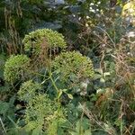 Angelica atropurpurea Fruto