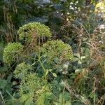 Angelica atropurpurea Fruit