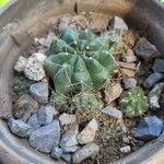 Gymnocalycium baldianum برگ