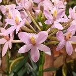 Epidendrum ibaguense Flower