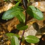 Veronica beccabunga Leaf