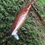 Micropholis crotonoides Corteza
