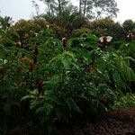 Cheilocostus speciosus Blatt