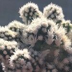 Mammillaria gracilis Lehti