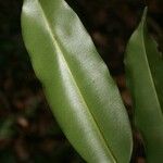 Qualea rosea Hoja