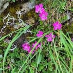 Dianthus glacialis Flor