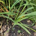 Hesperantha coccinea 葉