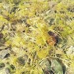 Ranunculus aquatilis Fiore