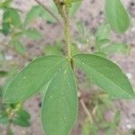 Cleome dodecandra পাতা