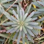 Euphorbia characias Ліст