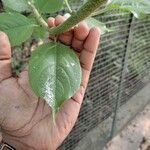 Celastrus paniculatus Feuille