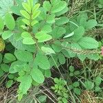 Indigofera hirsuta Hábito