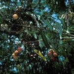 Litchi chinensis Habitat