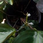 Maranta cristata Flor