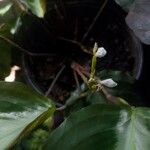 Maranta cristata Flower