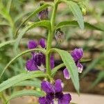 Angelonia biflora Kůra