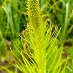 Liatris spicataFiore