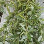 Salix fragilis Leaf