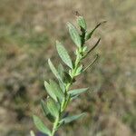 Linum strictum Leaf