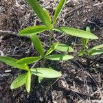 Lilium michiganense Feuille