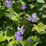 Viola cornuta Flower