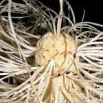 Carludovica sulcata Flower