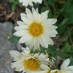 Chrysanthemum indicumЦветок