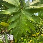 Philodendron bipinnatifidum পাতা